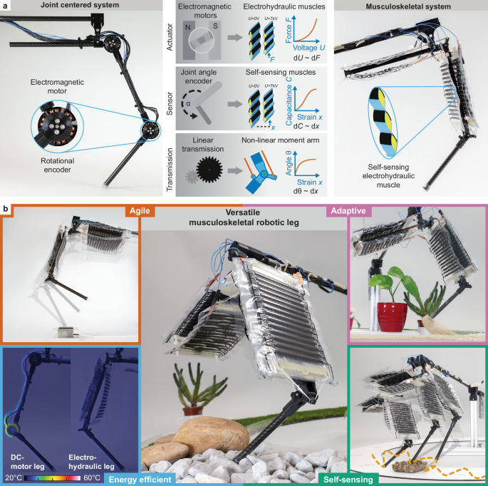 人工筋肉がロボットの脚を推進し、歩いたりジャンプしたりする(Artificial muscles propel a robotic leg to walk and jump)