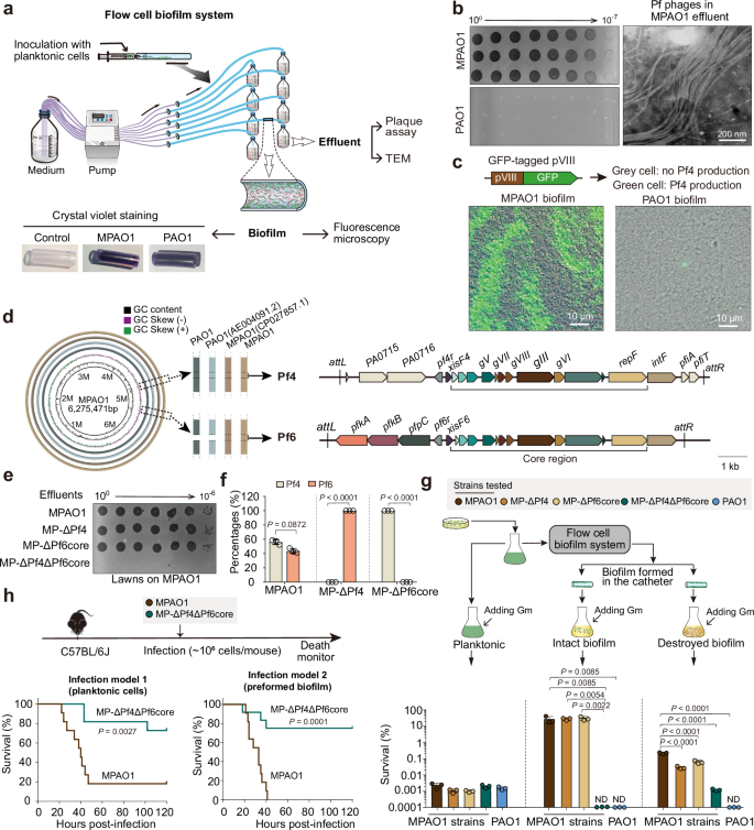Fig. 1: Pf4 and Pf6 are coordinately produced in MPAO1 biofilms and contribute to host antibiotic resistance and virulence.