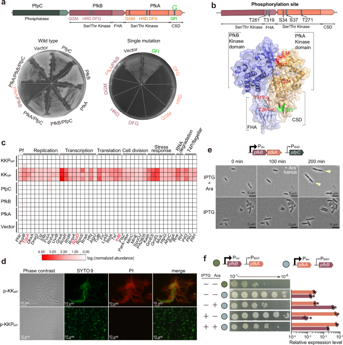 Fig. 4: KKP is a phosphorylation-based toxin/antitoxin system.