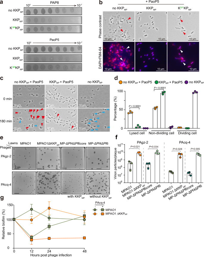 Fig. 5: KKP provides defense against phage infection through kinase toxicity.