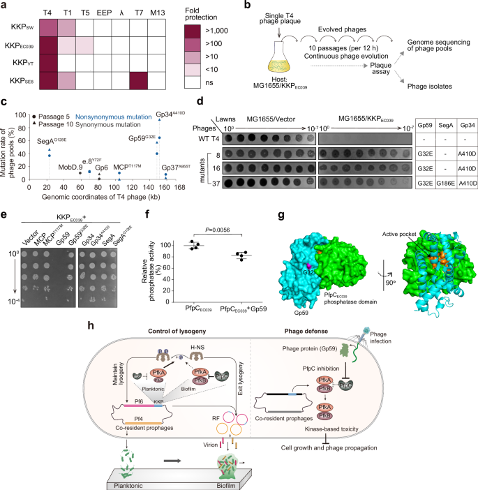 Fig. 6: Activation of a KKP cassette by a phage replication protein.