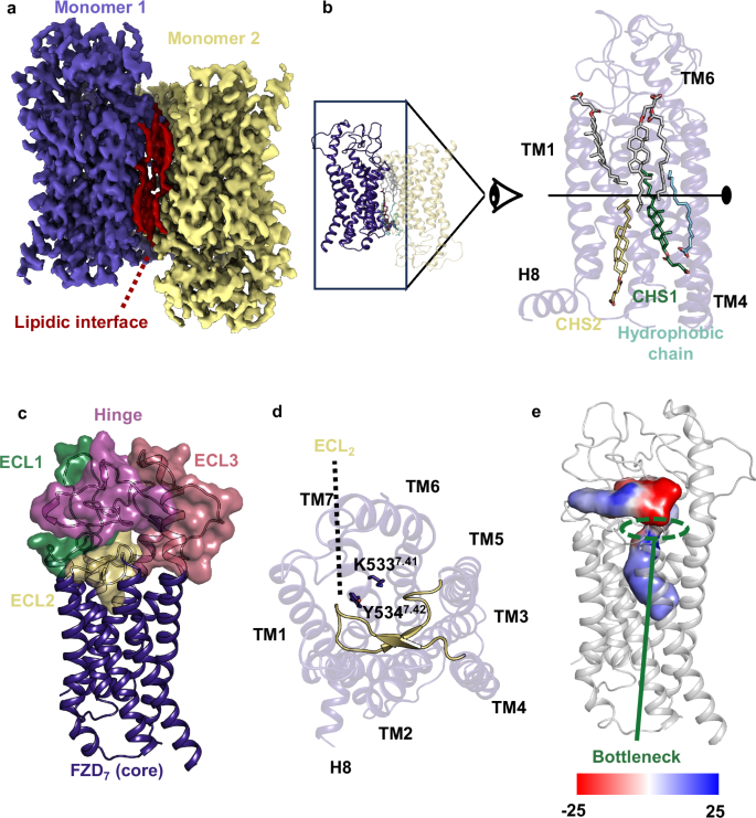 細胞受容体に関する新たな知見が腸腫瘍に対する新薬の道を開く(New knowledge about cell receptors paves the way for new drugs against intestinal tumours)