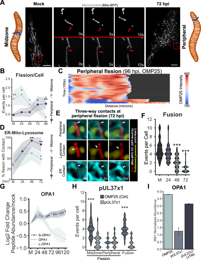 Fig. 1: HCMV infection induces mitochondria fragmentation through peripheral fission coupled with fusion suppression.