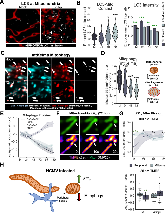 Fig. 2: HCMV-induced peripheral fission paradoxically produces functional progenies.