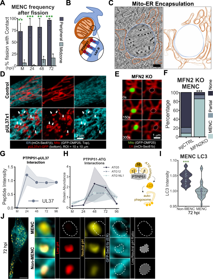Fig. 3: Mitochondria–ER encapsulations (MENC) follow peripheral fission and promote bioenergetics.
