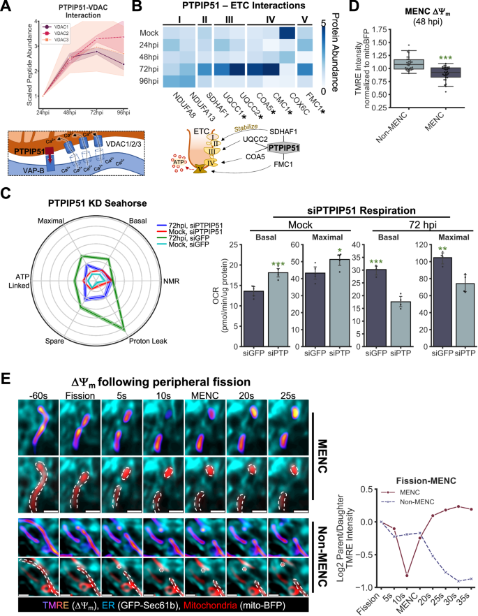 Fig. 4: PTPIP51 regulates metabolic processes during HCMV infection.