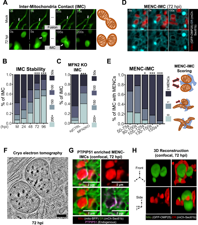 Fig. 5: MENCs and fusion suppression stabilize inter-mitochondria contacts.