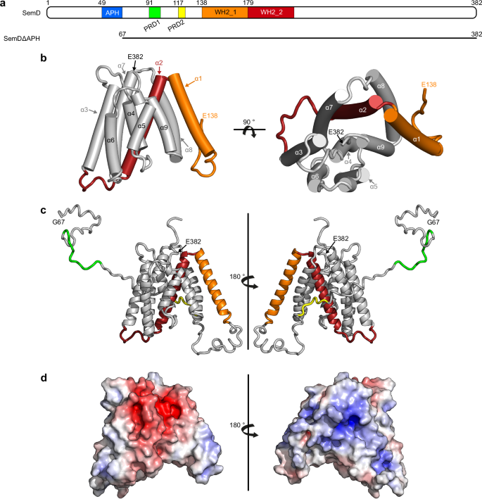 Fig. 1: Crystal structure of SemDΔAPH.