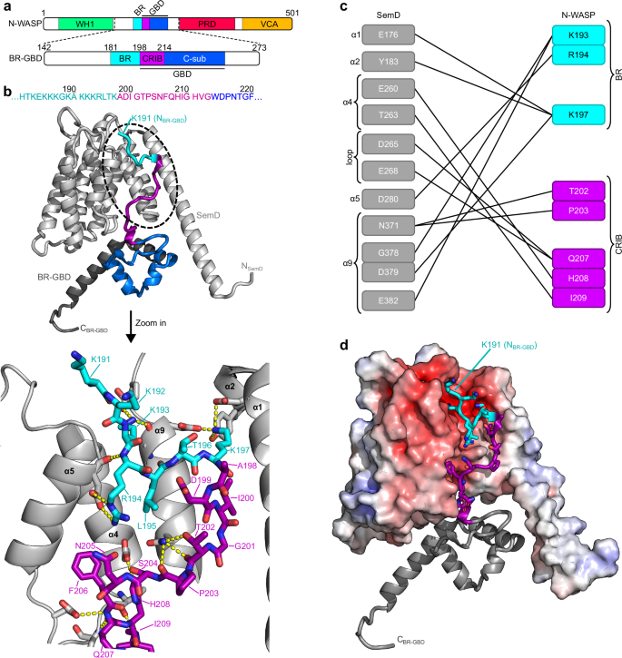 Fig. 2: SemD engages with BR-GBD in a Cdc42GTP-mimicking manner.
