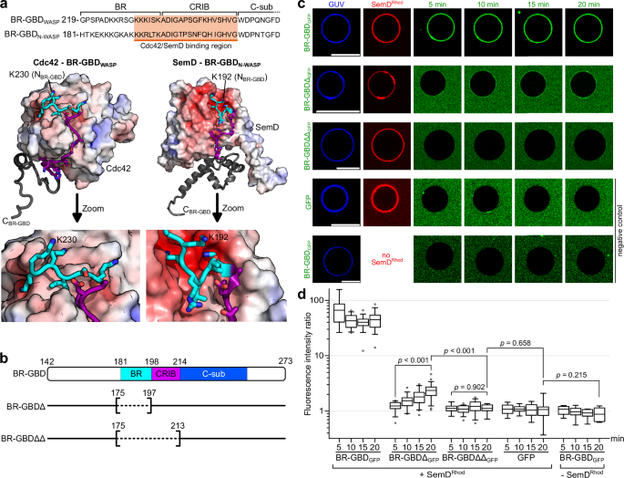 Fig. 3: SemD recruits the BR-GBD region of N-WASP to membrane vesicles.