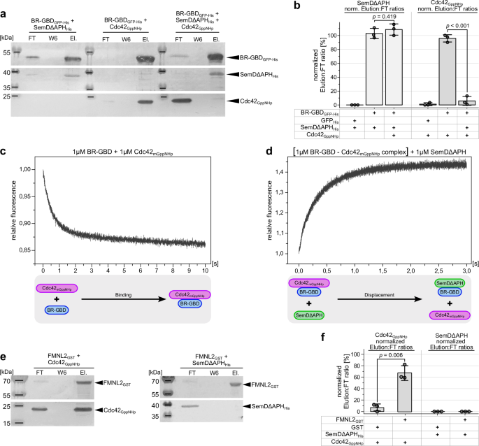 Fig. 4: Relative to Cdc42GppNHp, SemDΔAPH displays enhanced and specific binding to N-WASP.