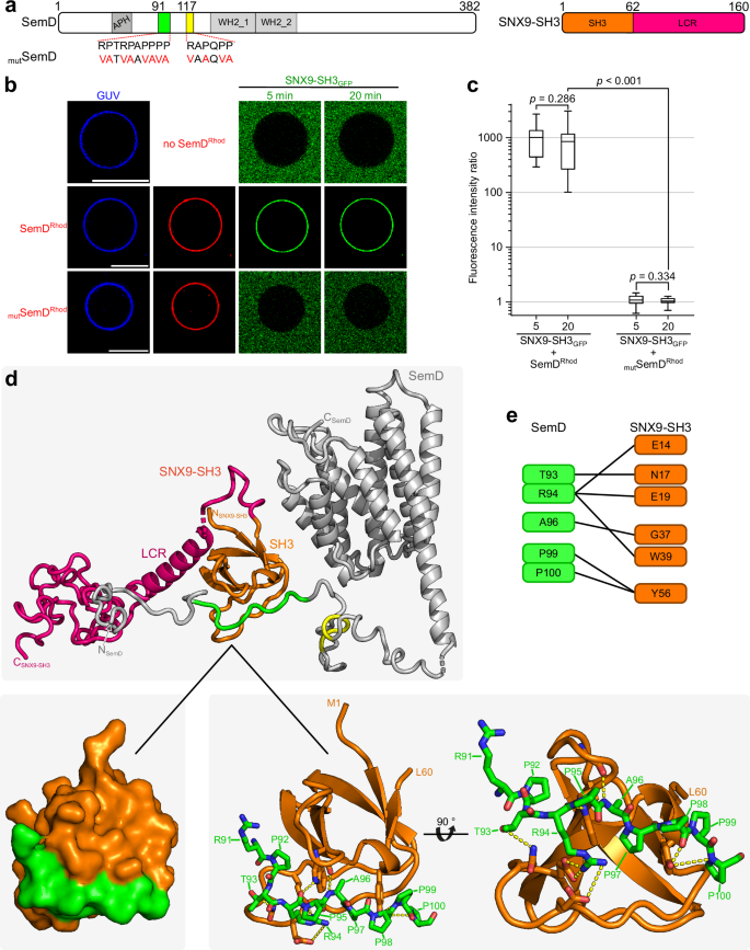Fig. 5: SemD binds to SNX9-SH3 PRD1.