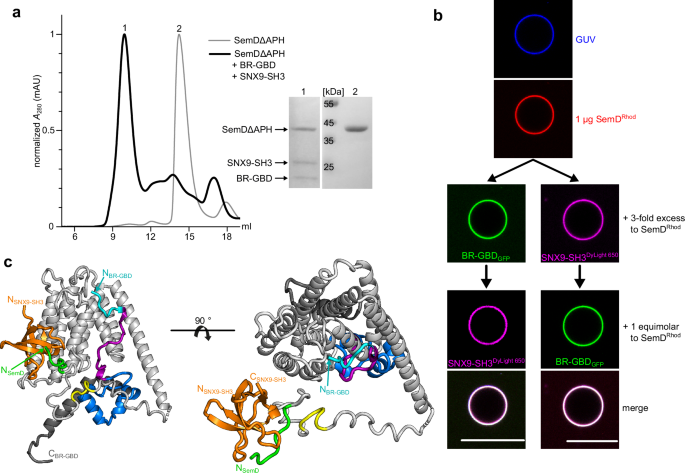 Fig. 6: SemD simultaneously interacts with various binding partners.