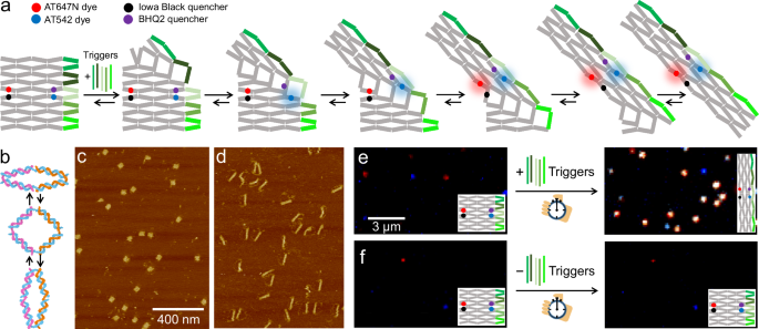 ナノテクノロジー:貨物機能を持つDNA折り紙(Nanotechnology: DNA origami with cargo function)