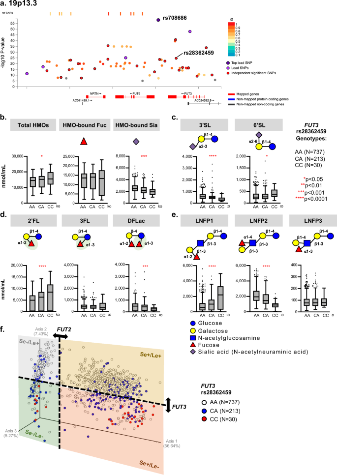 Fig. 2: SNPs on chromosome 19p13.3 were associated with HMOs among 980 lactating mothers of the CHILD Cohort Study.
