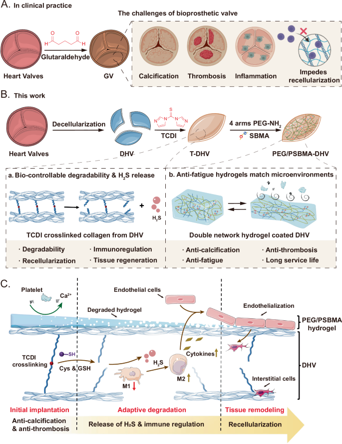Fig. 1: A schematic overview of the fabrication process, structure, and function of the DHVs coated with PEG/PSBMA double network hydrogel (PEG/PSBMA-DHV).