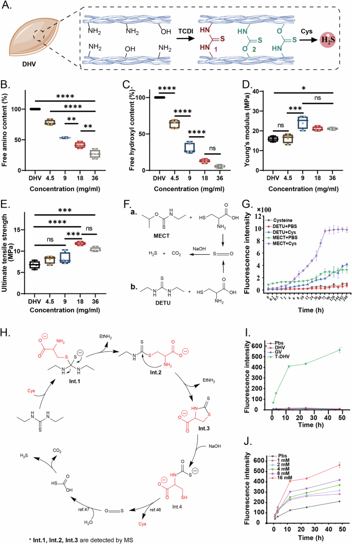 Fig. 2: Construction of the TCDI crosslinked DHV (T-DHV) and the mechanism of H2S release.