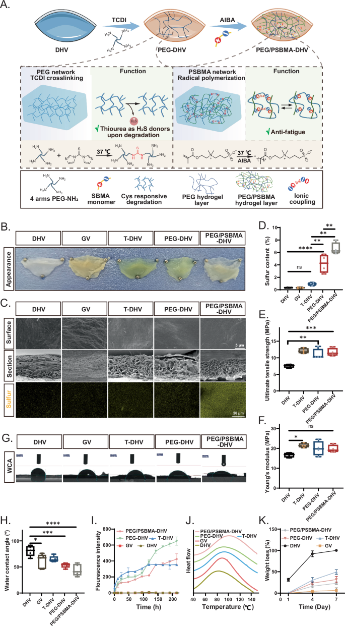 Fig. 3: Construction and characterization of PEG/PSBMA-DHV.