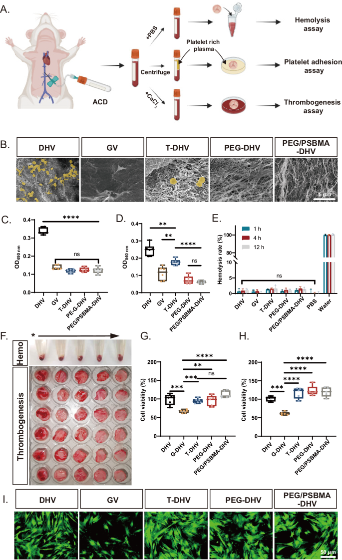 Fig. 5: In vitro hemocompatibilities and biocompatibility of PEG/PSBMA-DHV.