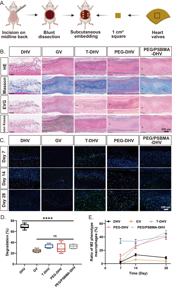 Fig. 7: In vivo degradation and immunomodulatory ability of the samples after subcutaneous implantation.