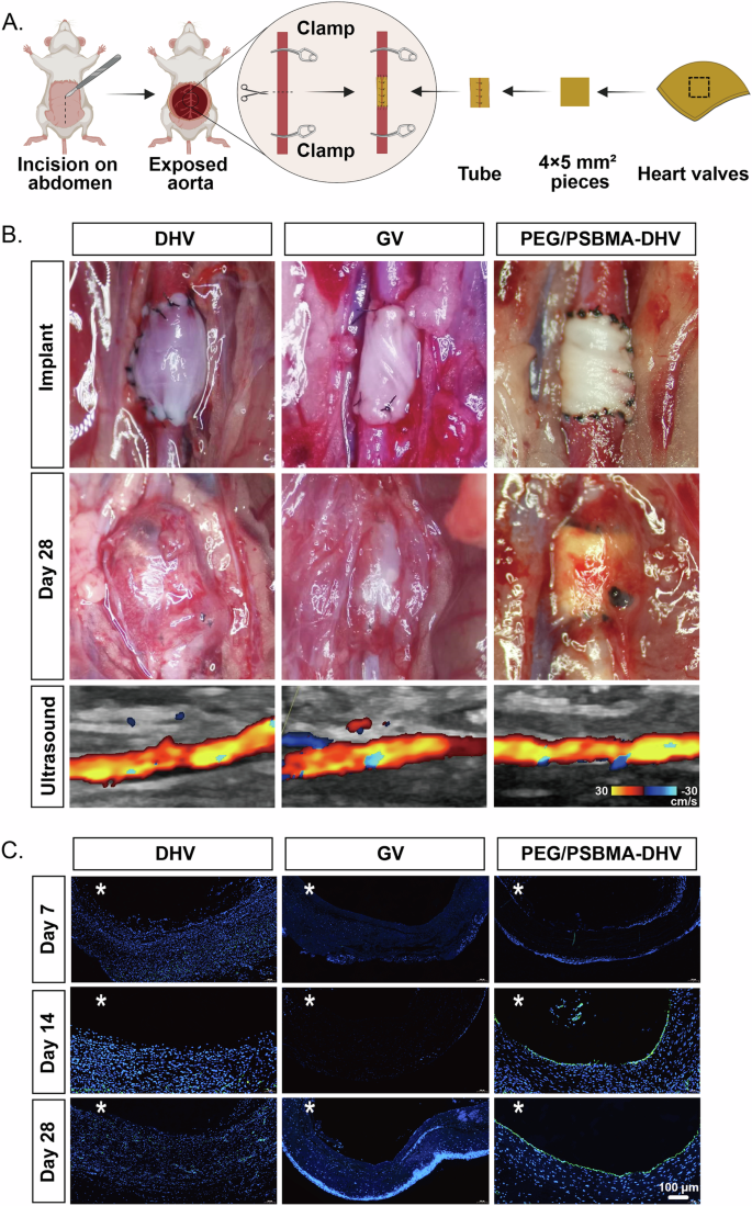Fig. 8: Rapid endothelialization of the scaffolds under hemodynamic environment.