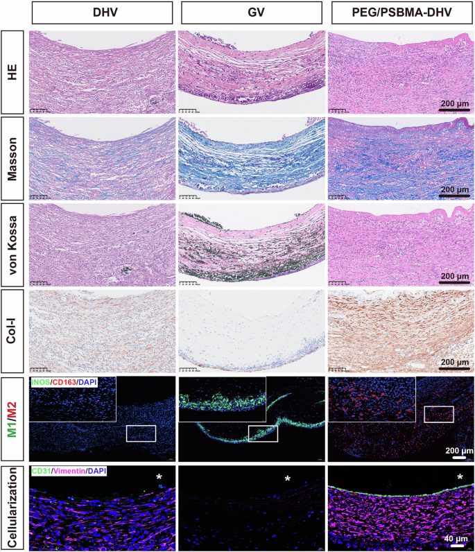 Fig. 9: Overall performance of the samples after 4-week implantation.
