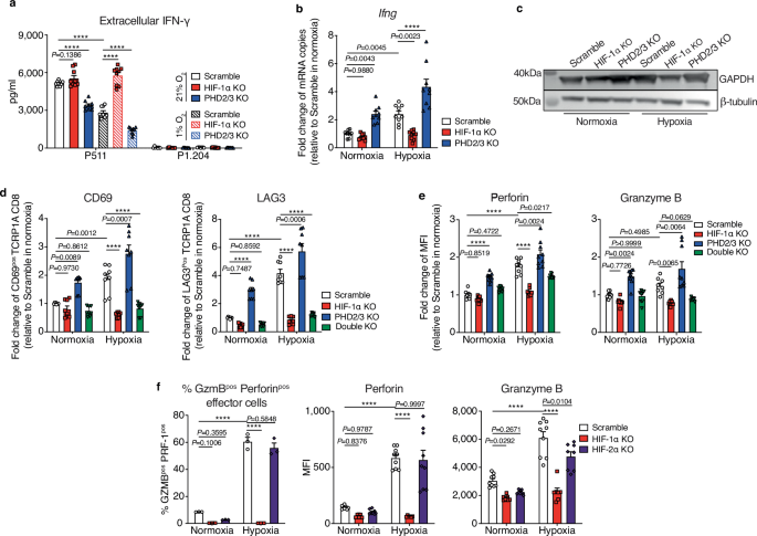 Enhanced tumor response to adoptive T cell therapy with PHD2/3 ...