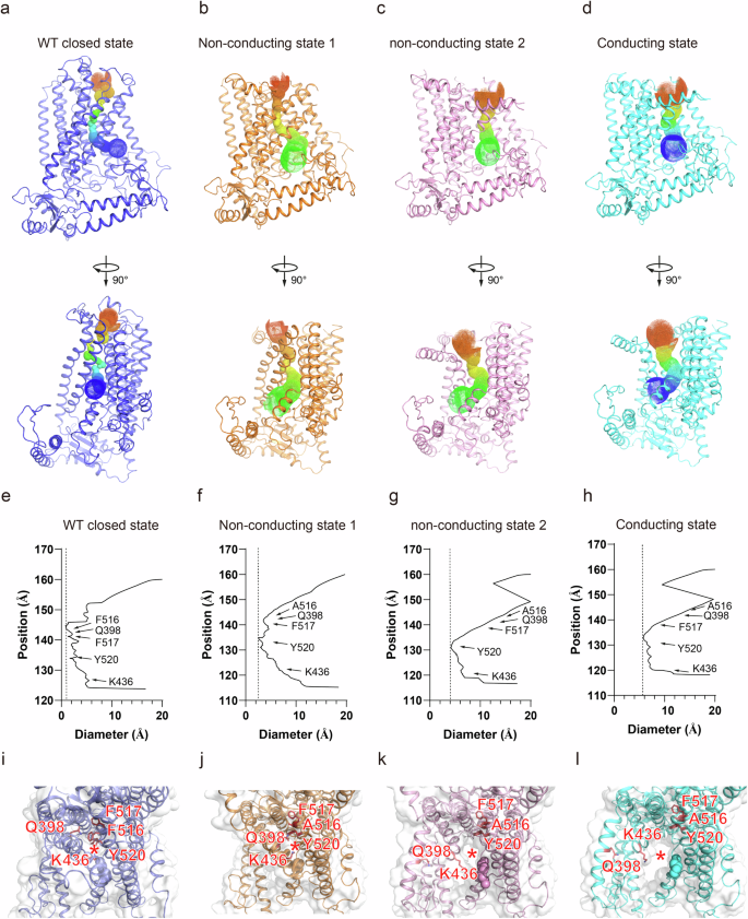 Fig. 2: Structural comparison of the pore domain of wildtype OSCA1.1 and OSCA1.1-F516A.