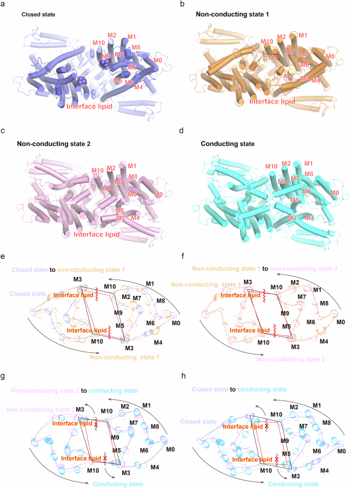 Fig. 3: Structure comparison of closed, non-conducting state 1, non-conducting state 2, and conducting state of dimeric OSCA1.1.