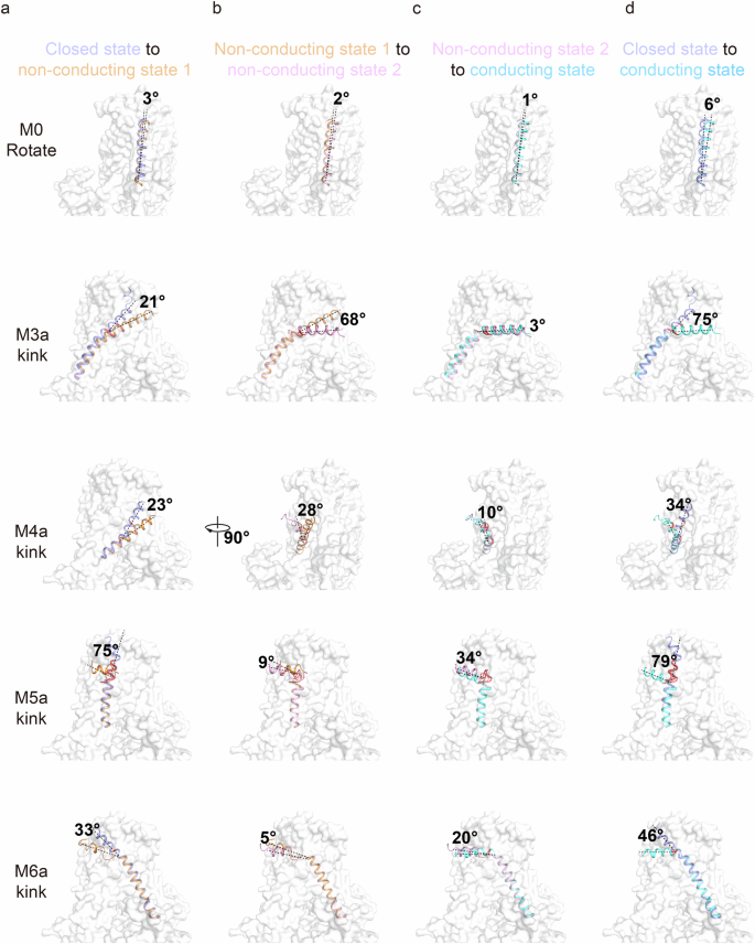 Fig. 4: The protomer extracellular pore blooming-like open.
