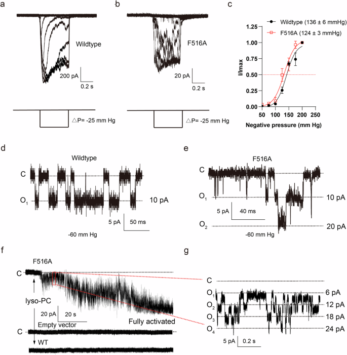 Fig. 5: Electrophysiological properties of OSCA1.1-F516A in native membrane.
