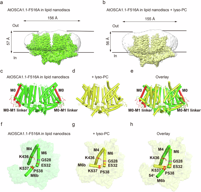 Fig. 6: Structure comparison of OSCA1.1-F516A with or without lyso-PC in lipid nanodiscs.