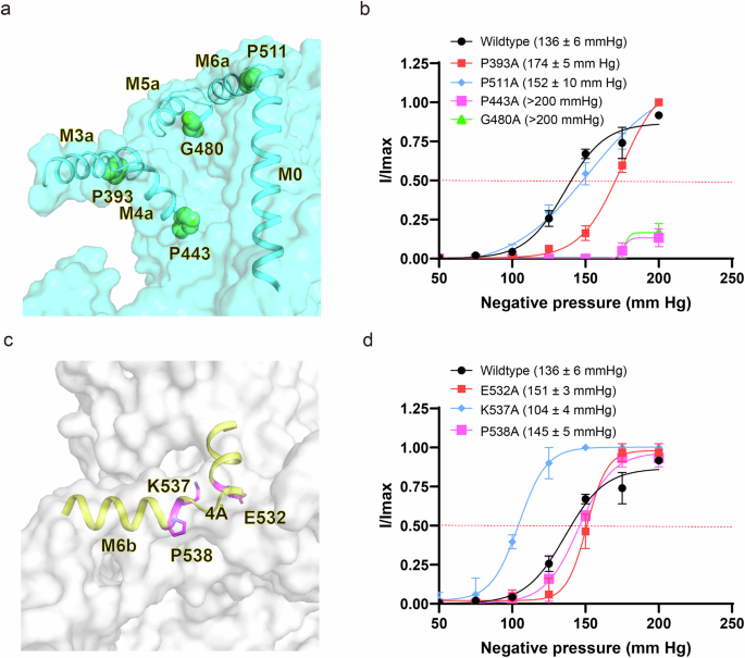 Fig. 7: Electrophysiological properties of flexible kink residues and hinge residues of M6 in native membrane.