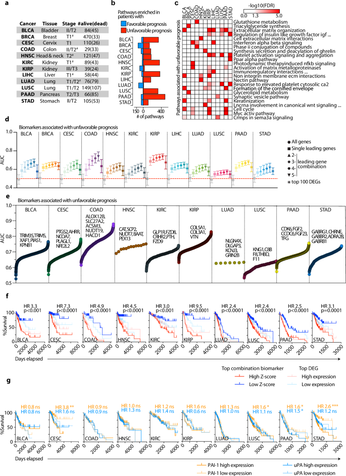 Fig. 2: PET identifies pathways and gene combinations associated with unfavorable prognosis.