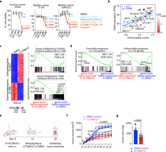 Fig. 5: Predicted CDK2/9 inhibition restricts the growth of cervical and bladder cancers in vitro and in vivo.