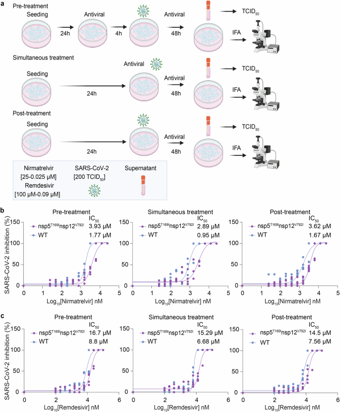 Fig. 2: Sensitivity of SARS-CoV-2-nsp5T169Insp12V792I virus to nirmatrelvir and remdesivir in vitro.