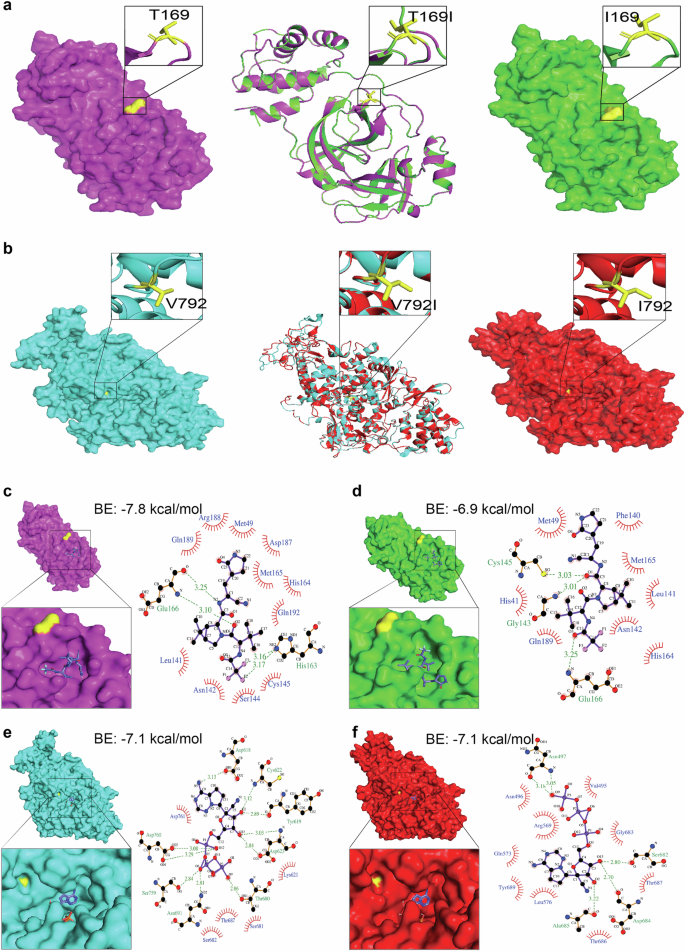 Fig. 4: Structural analysis of nsp5 T169I and nsp12 V792I substitutions.