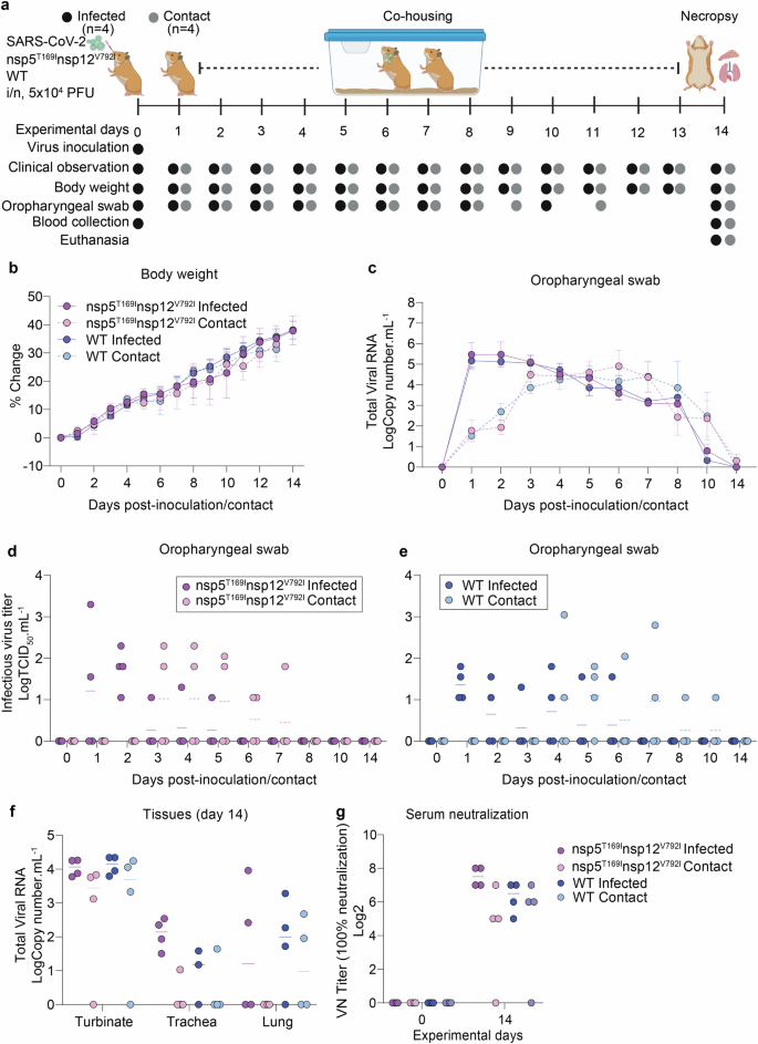 Fig. 5: The SARS-CoV-2-nsp5T169Insp12V792I virus efficiently transmitted to contact golden Syrian hamsters.