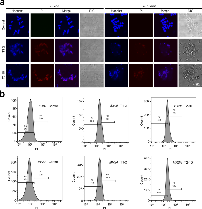 Fig. 4: The effect of candidate AMPs on the bacterial membrane.