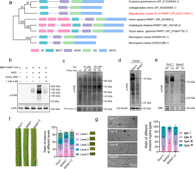 Fig. 1: PARP1 exhibited poly(ADP-ribose) polymerase activity and plays an indispensable role in the virulence of M. oryzae.