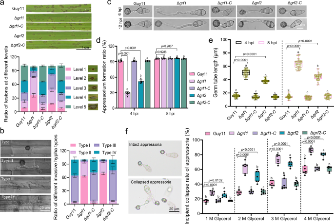 Fig. 3: The 14-3-3 mutants, Δgrf1 and Δgrf2, showed significantly reduced virulence and compromised appressorium turgor.