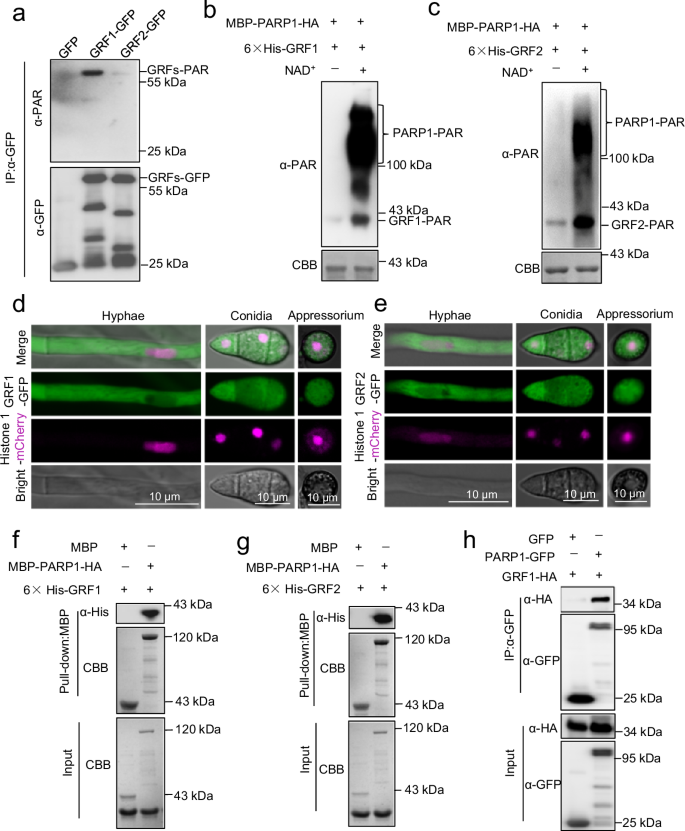 Fig. 4: Two 14-3-3 proteins, GRF1 and GRF2, were PARylated by PARP1 in M. oryzae.
