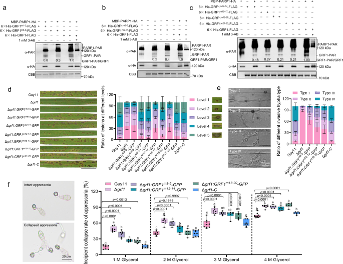 Fig. 5: GRF1 PARylation is required for virulence.