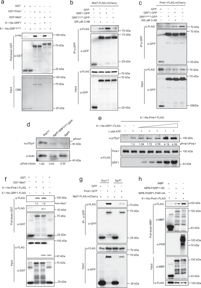 Fig. 7: GRF1 PARylation was required for the Pmk1 activation.