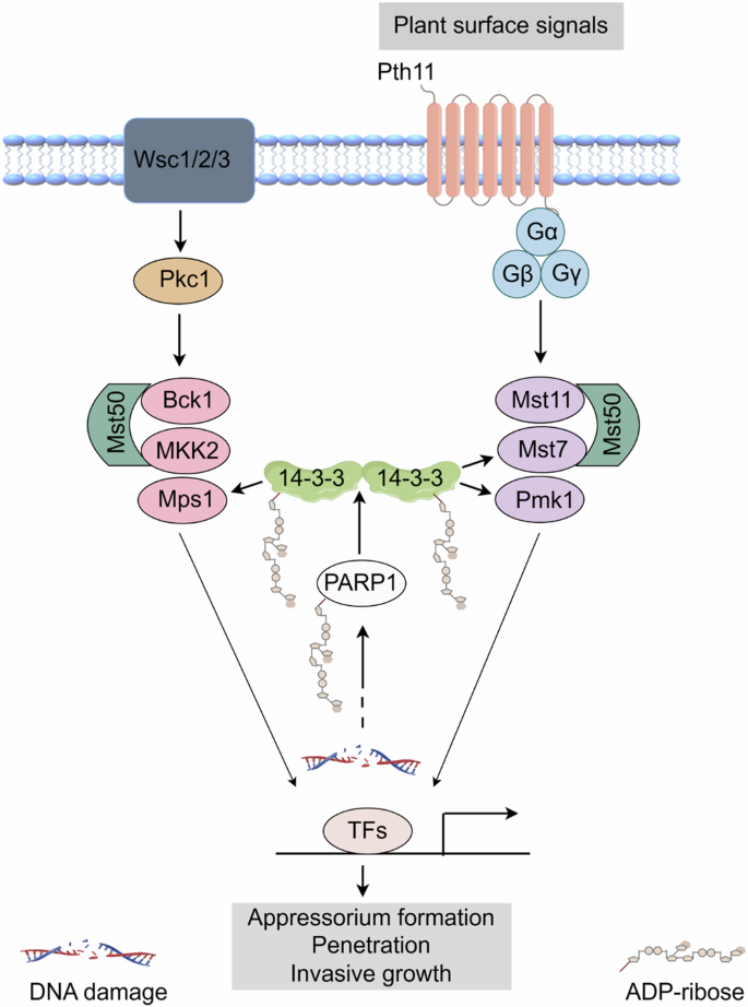 Fig. 8: A proposed model of regulation of M. oryzae virulence by PARylation of 14-3-3s.