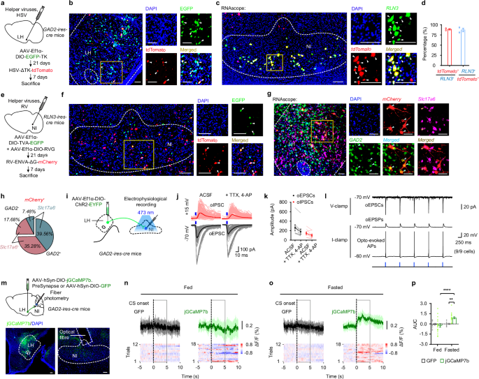 Fig. 2: Synaptic connectivity of LHGAD2-NIRLN3 circuit.