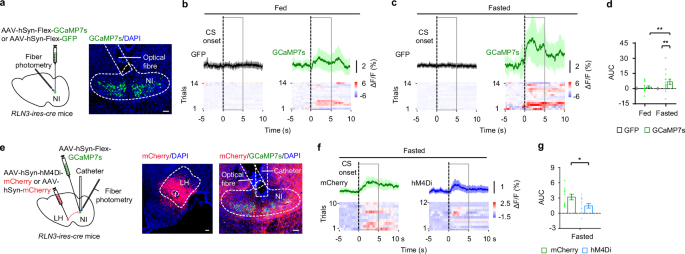 Fig. 4: NIRLN3 responses to CS presentation.