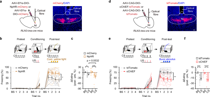 Fig. 5: NIRLN3 involvement in consumption-induced freezing regulation.