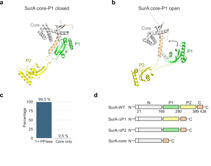 Fig. 1: Structure, conformations and domain architecture of E. coli SurA.