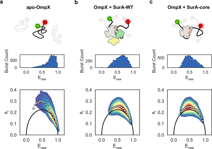 Fig. 2: smFRET captures the conformational dynamics of unfolded OmpX in the presence or absence of SurA variants.